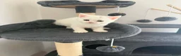 Persian cats for sale: Persian Cross Kittens – 2 Males & 1 Female - Advert 3