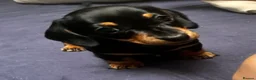 Miniature Dachshund dogs for sale: Miniature dachshund in Benfleet - Advert 11