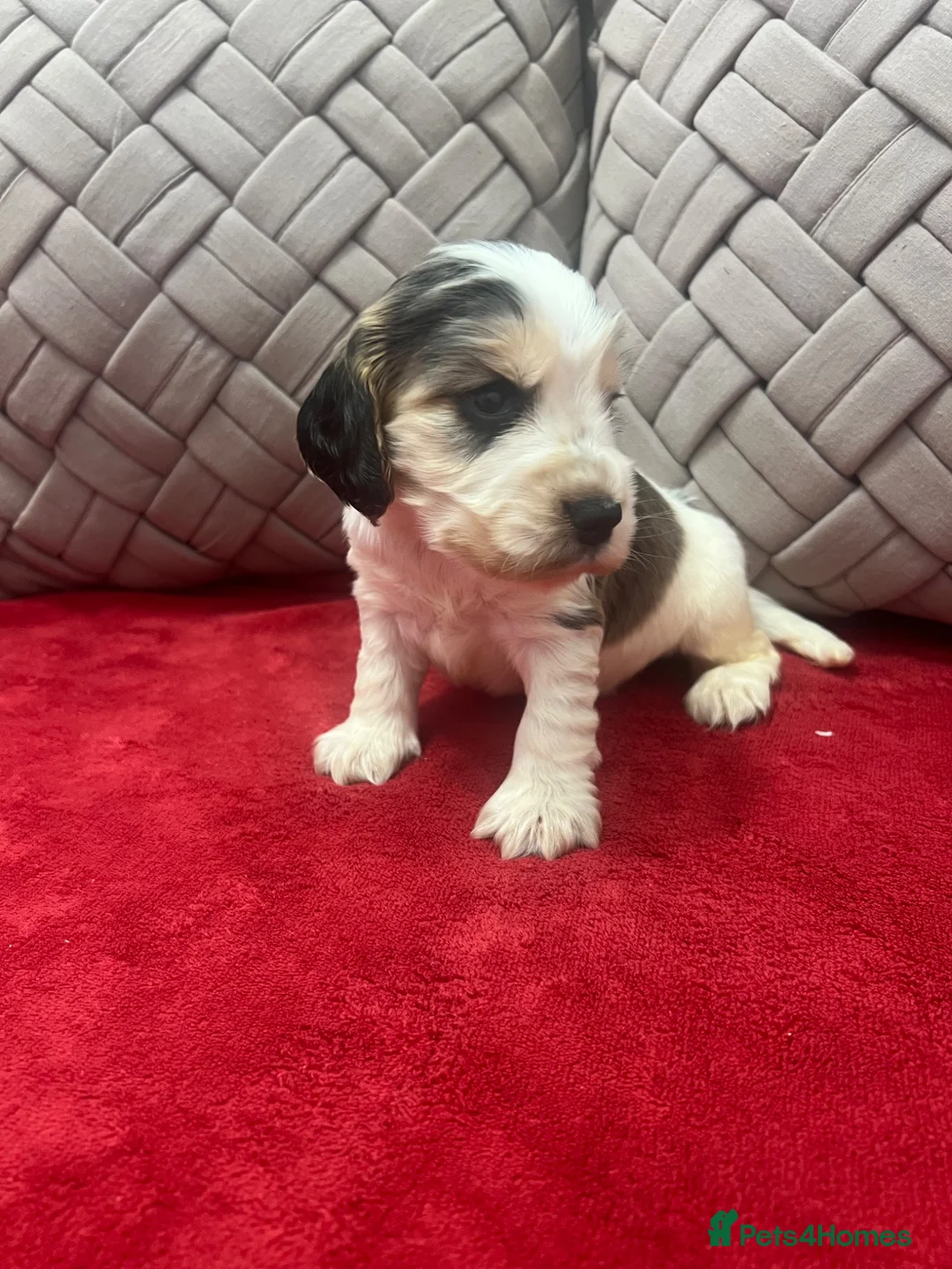 Cocker Spaniel dogs for sale: 🐶Show type KC reg vaccinated READY SOON  - Advert 2