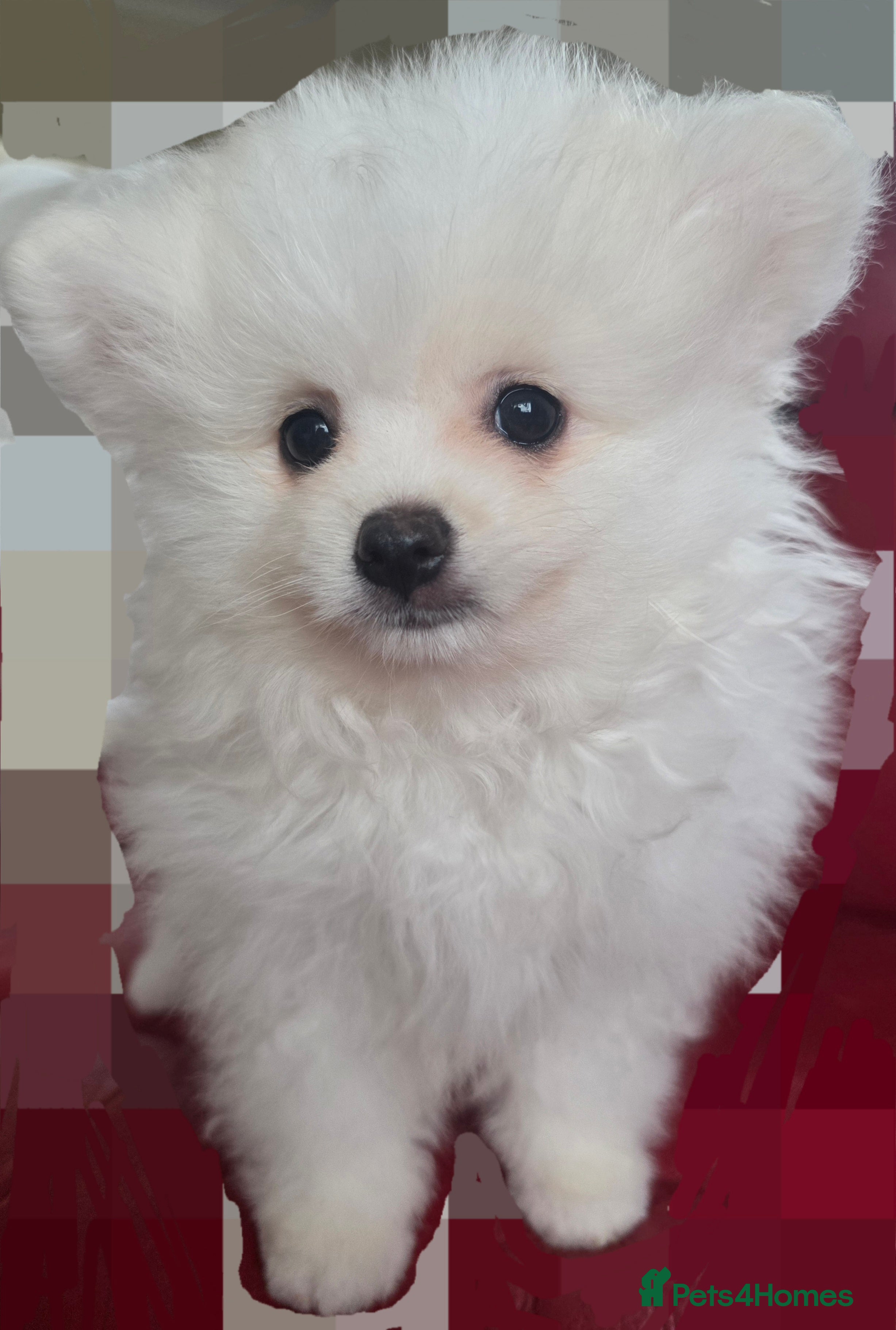 Pedigree ice white Pomeranian Puppy 2