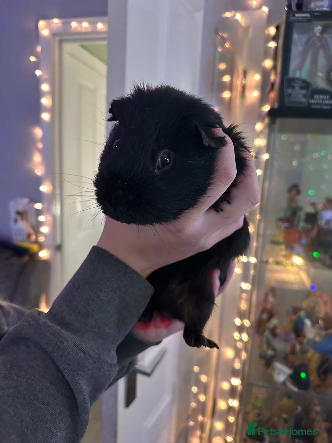 Guinea Pig rodents for sale: 4x Male Guinea pigs - Advert 7