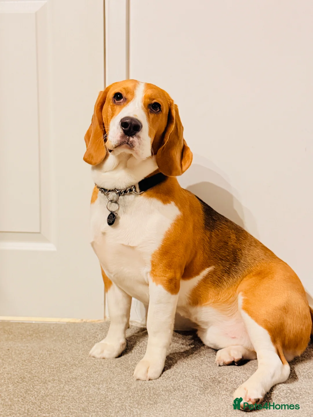 Beagle dogs for sale: Bruno – Naughty, Food-Loving & Trained Dog 🐾 in Leicester - Advert 1