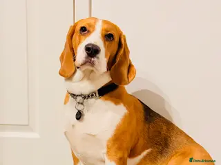 Beagle dogs Bruno – Naughty, Food-Loving & Trained Dog 🐾 - Advert 4