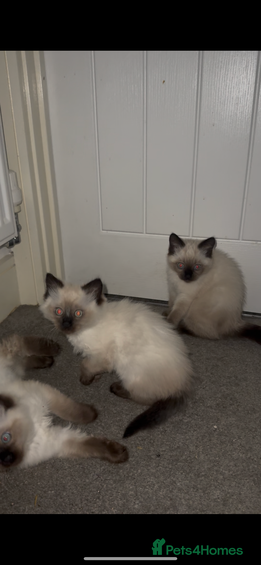 Ragdoll cats for sale: 9 weeks old!!! Gorgeous Ragdoll x kittens  - Advert 3