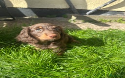 Miniature Dachshund dogs for sale: Chocolate litter of long hair mini dachshunds - Image 3