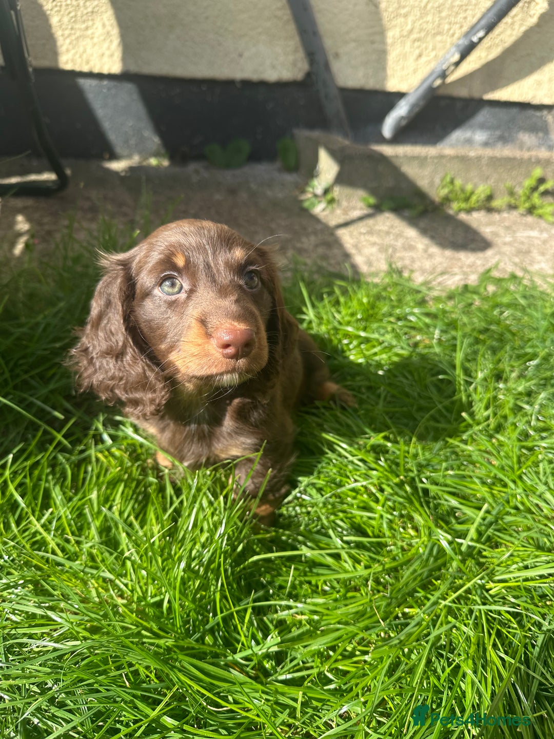 Miniature Dachshund dogs for sale: Chocolate litter of long hair mini dachshunds - Image 3