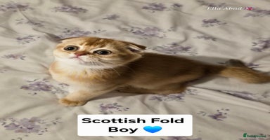 Scottish Fold cats - Advert 10