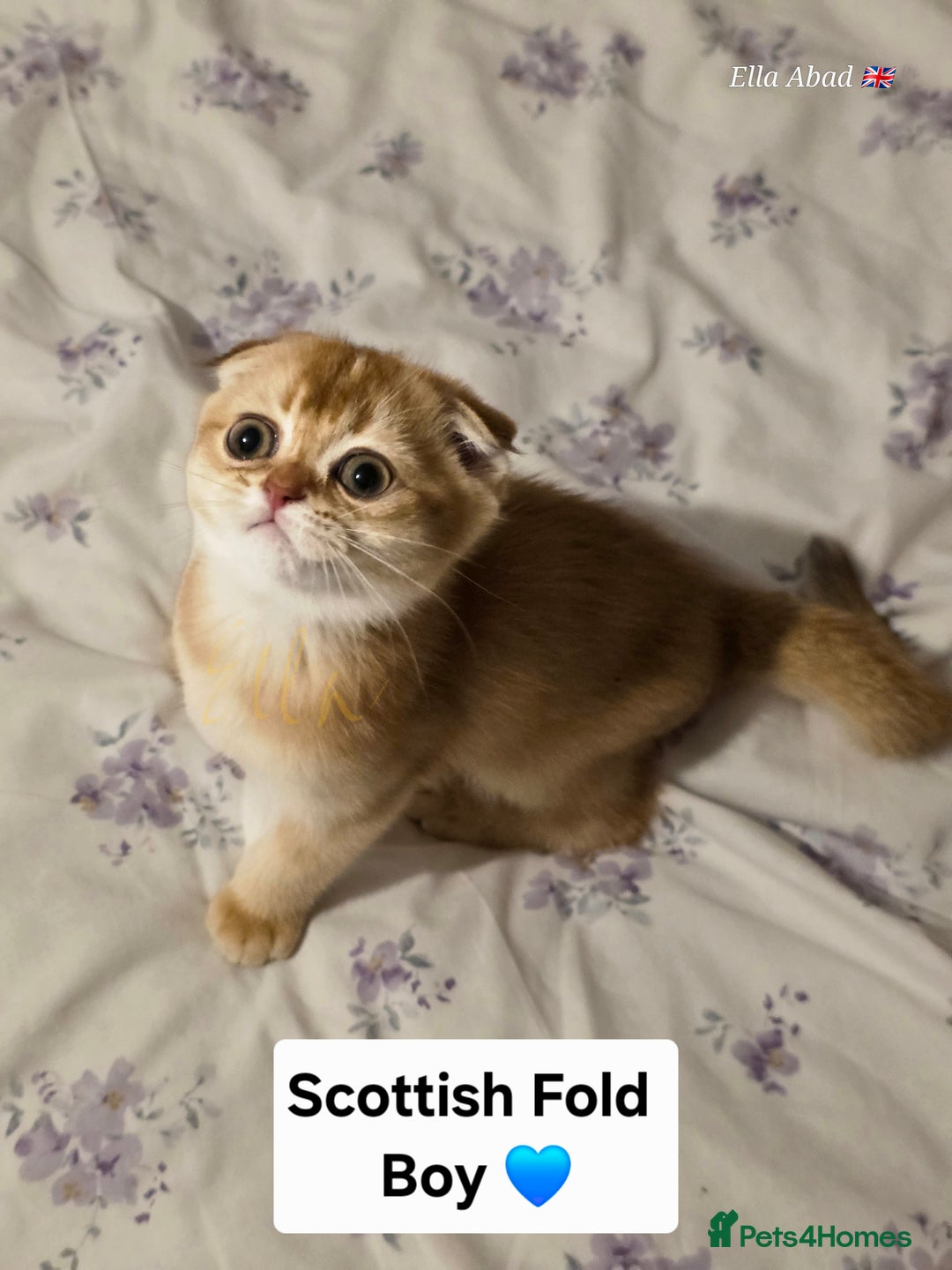 Scottish Fold cats for sale: Purebred Golden chinchilla TICA registered - Image 3