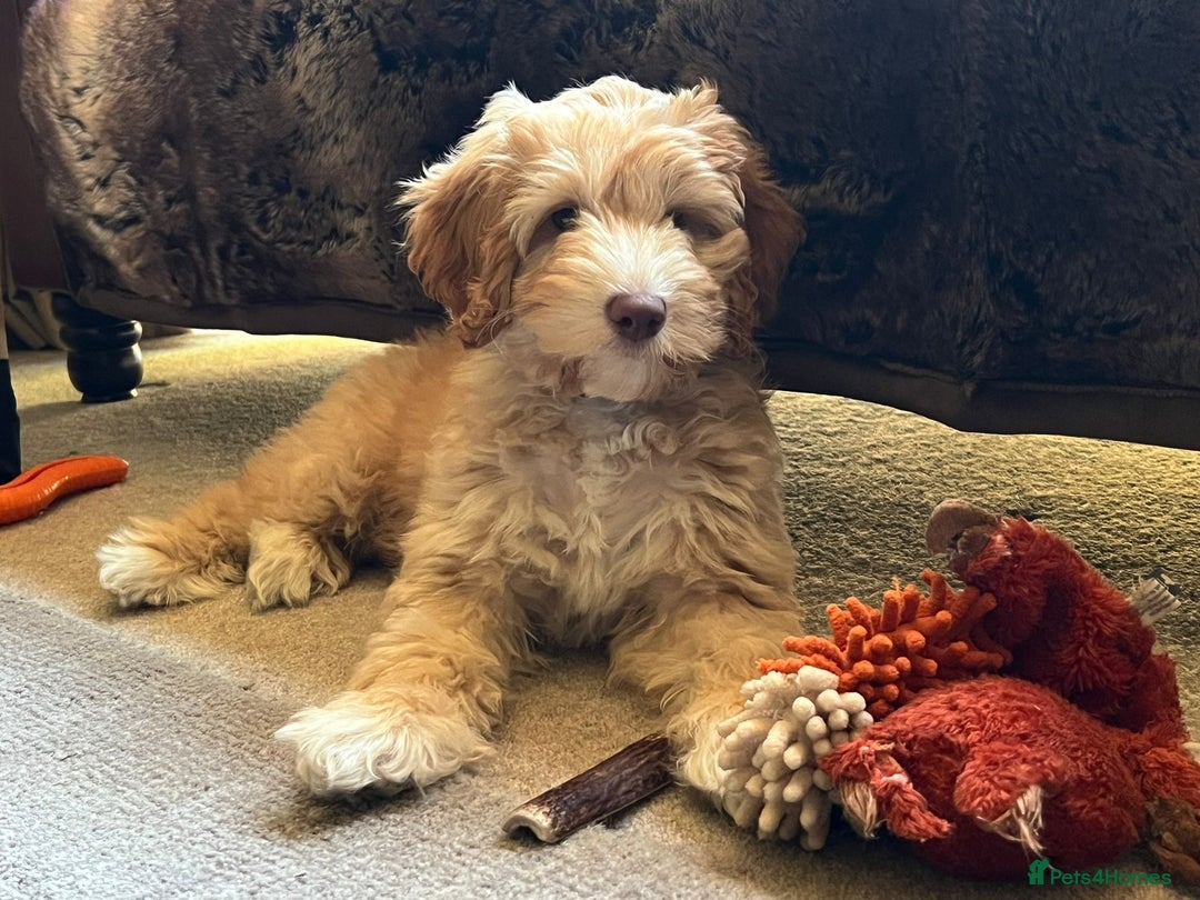 Australian Labradoodle dogs for sale: Beautiful Australian Labradoodle x pups!  - Image 2
