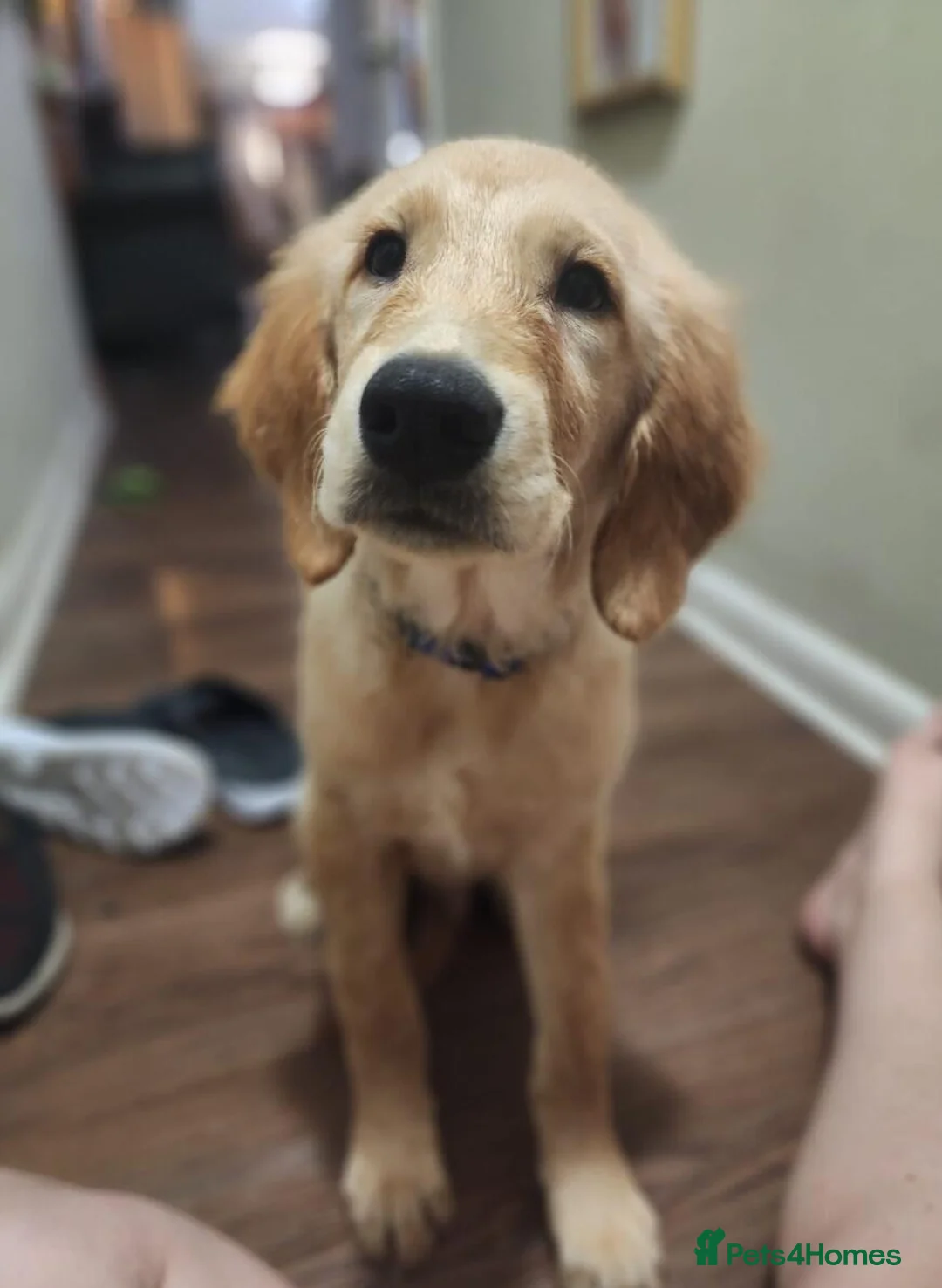 Golden Retriever dogs for sale:  THIS GORGEOUS BOY IS LOOKING FOR HIS FOREVER HOME in Edinburgh - Advert 2