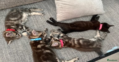 Mixed Breed cats - Advert 4