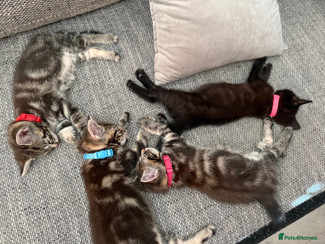 Mixed Breed cats for sale: Adorable Kittens Ready for Their Forever Homes - Image 2