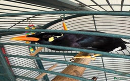Softbills birds for sale: Hill myna bird - Image 2