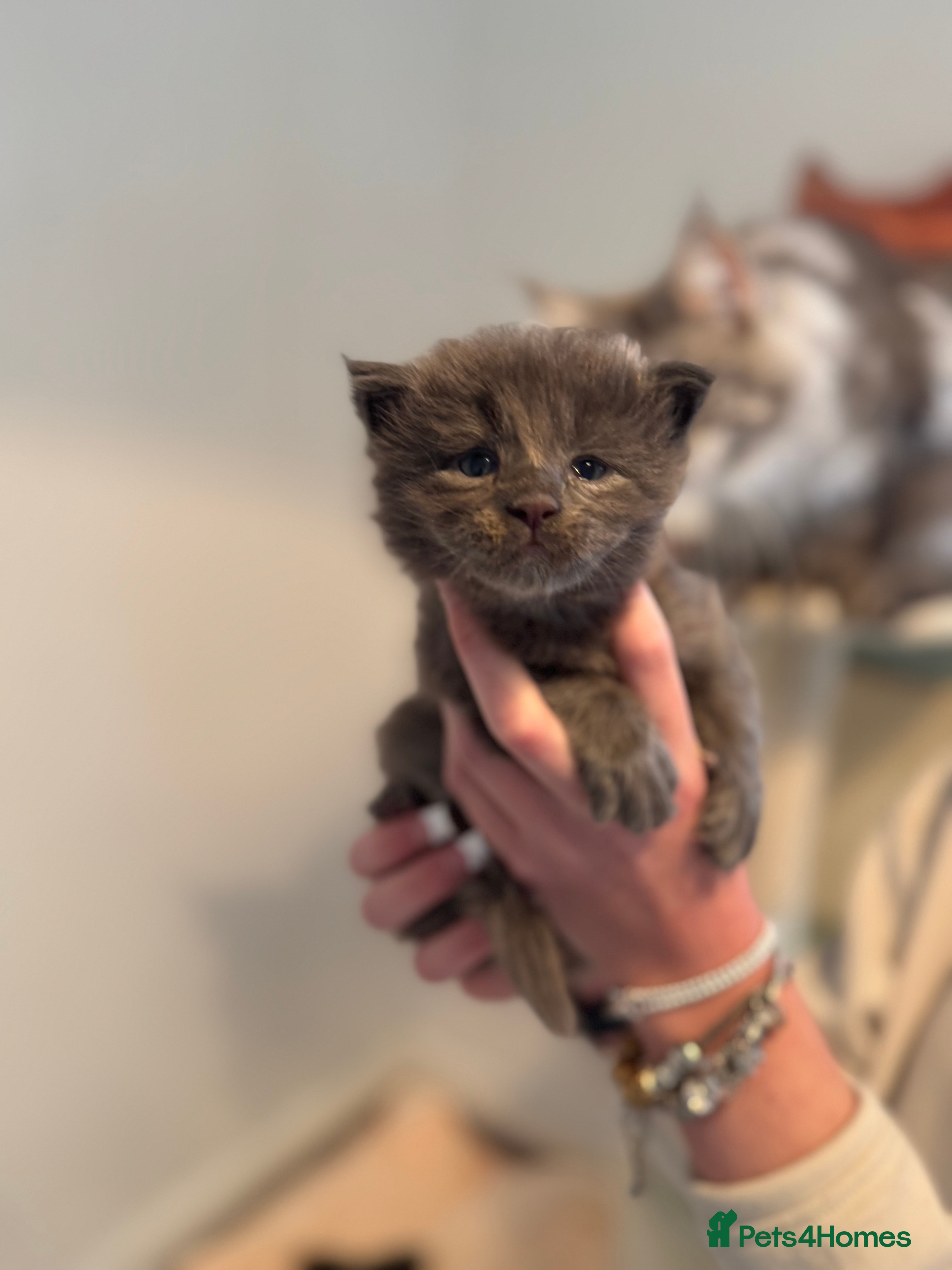 Maine Coon cats Maine Coon TICA registered✨ - Advert 7