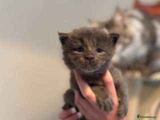 Maine Coon cats Maine Coon TICA registered✨ - Advert 7