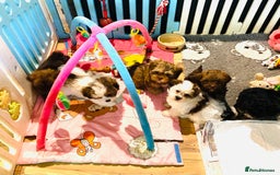 Shih Tzu dogs for sale: 🌟OUTSTANDING MALSHIPOO LITTER🌟Ready from 4/10/25 - Image 2