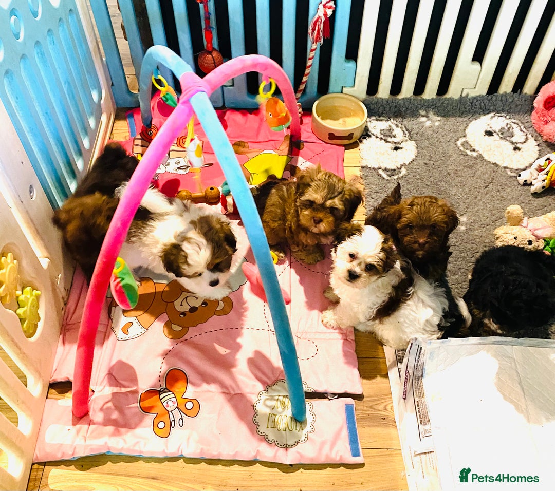 Shih Tzu dogs for sale: 🌟OUTSTANDING MALSHIPOO LITTER🌟Ready from 4/10/25 - Image 2
