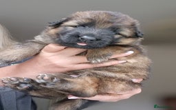 German Shepherd dogs for sale: German shepherd puppies KC register  - Image 14