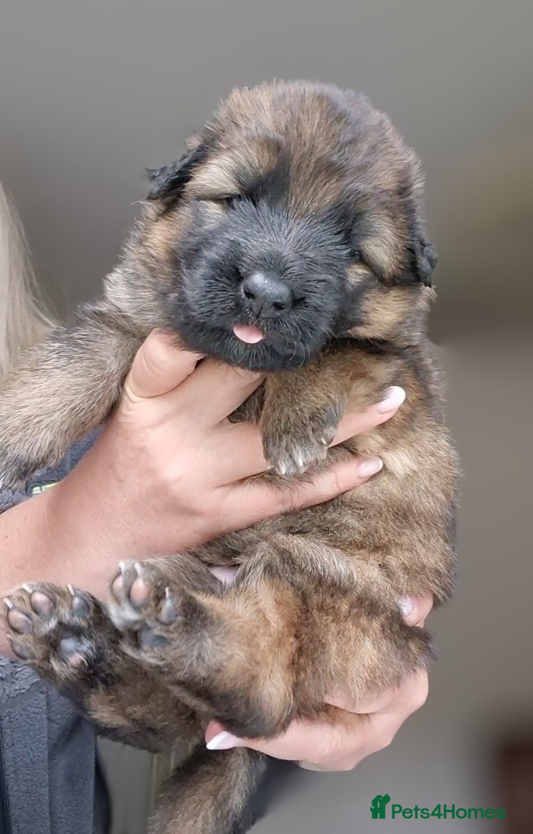 German Shepherd dogs for sale: German shepherd puppies KC register  - Image 14