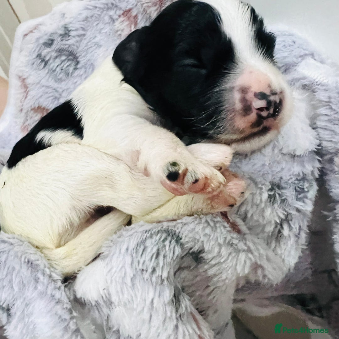 Cockapoo dogs for sale: Beautiful Cockapoo Puppies – 6 Boys & 2 Girls - Advert 12