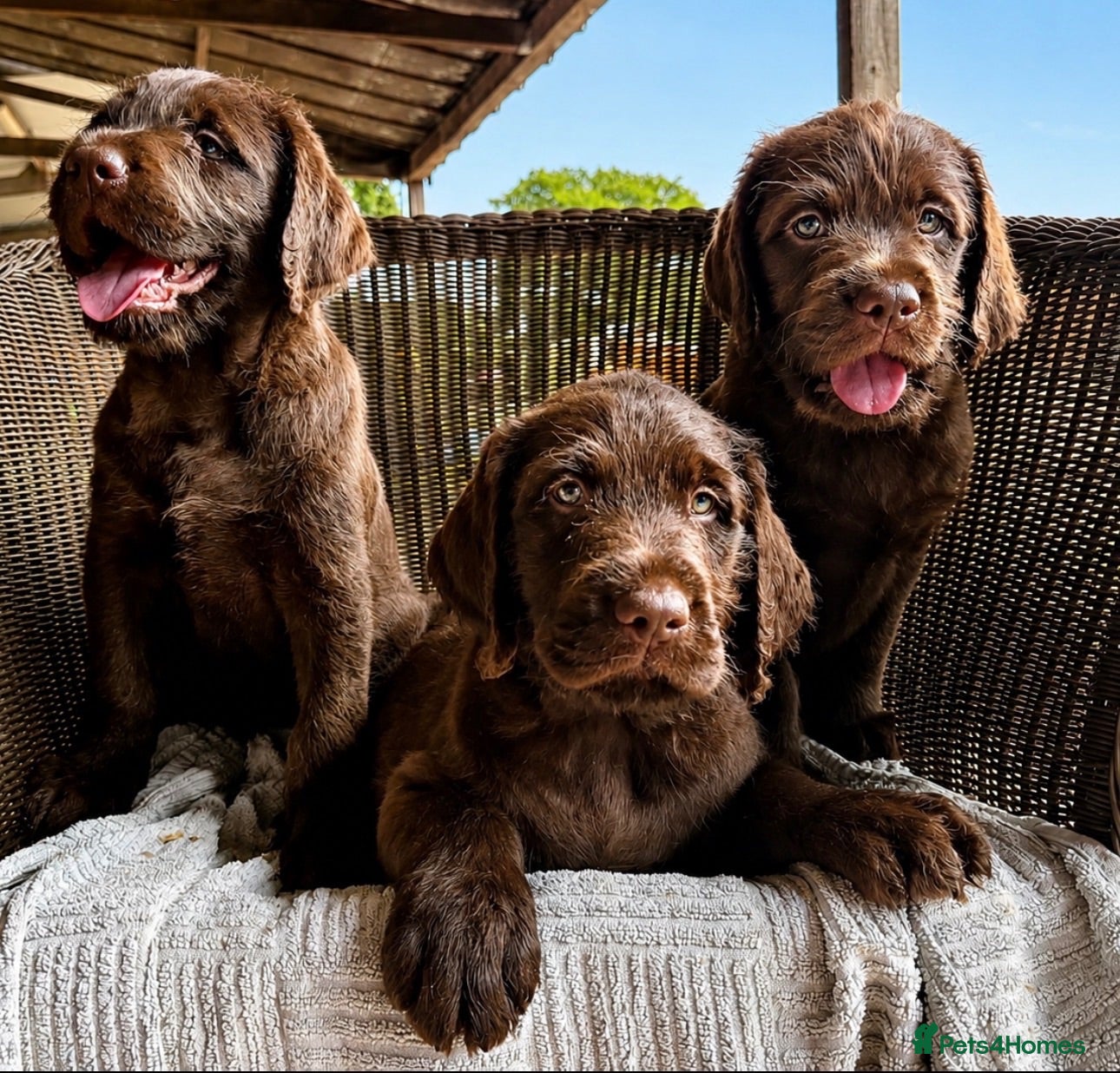 Labradoodle dogs Beautiful Chunky Chocolate Labradoodles - Advert 2