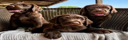 Labradoodle dogs for sale: Beautiful Chunky Chocolate Labradoodles - Advert 4