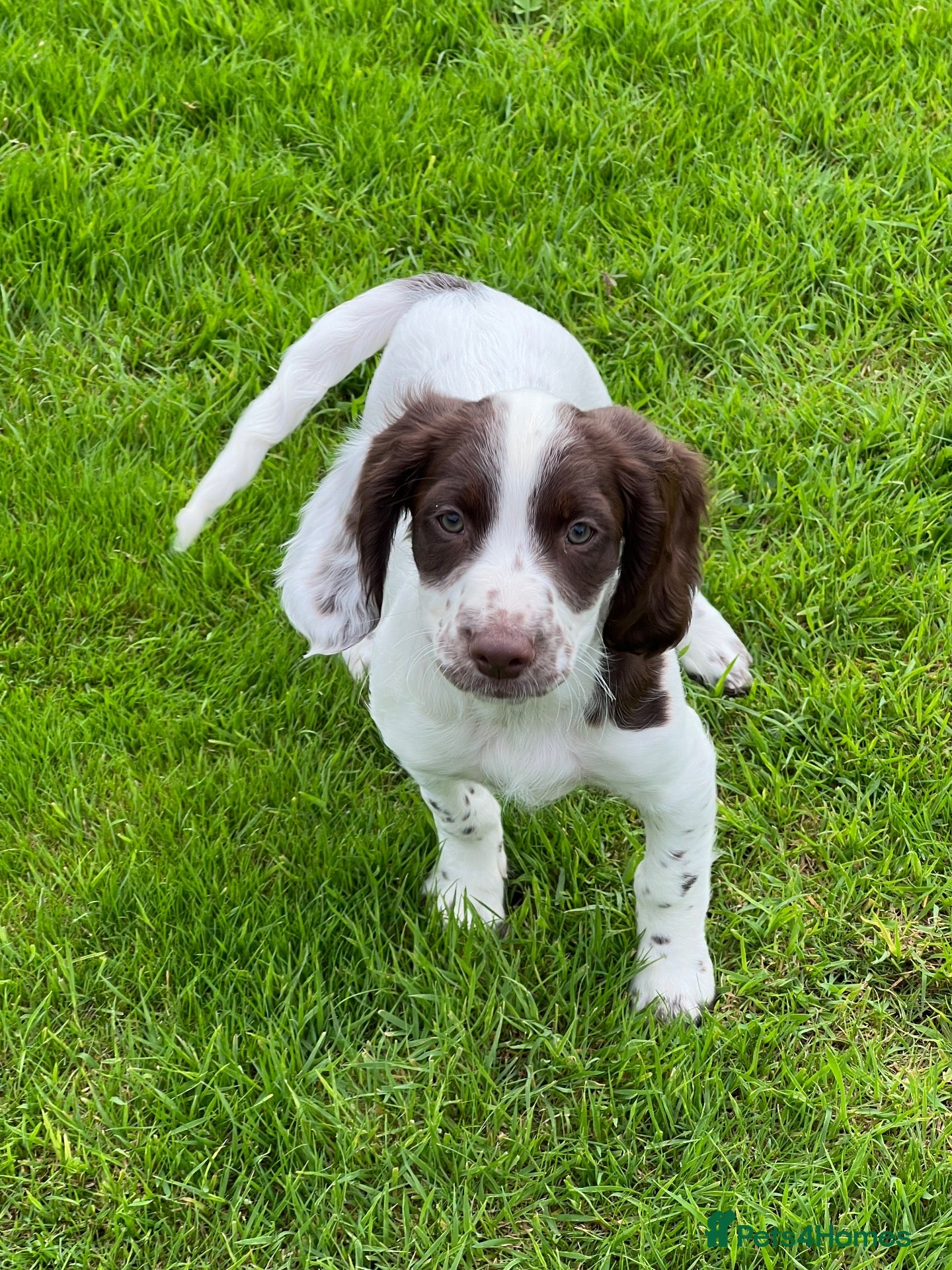 English Springer Spaniel dogs HEALTH TESTED QUALITY ENGLISH SPRINGER SPANIELS  - Advert 1