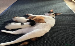 Mixed Breed cats for sale: Two adorable girls - Image 11