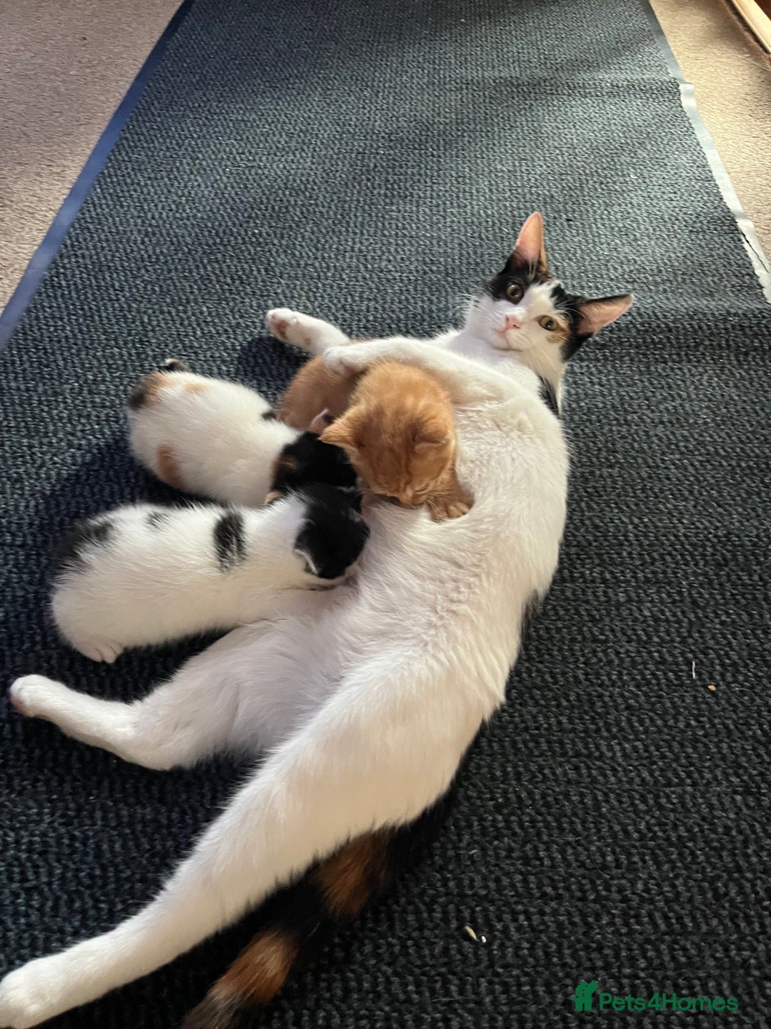Mixed Breed cats for sale: Two adorable girls - Image 11