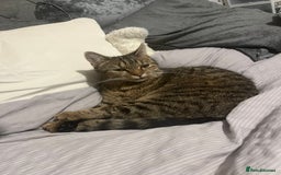 Domestic Shorthair cats for sale: Rehoming!! - Image 1