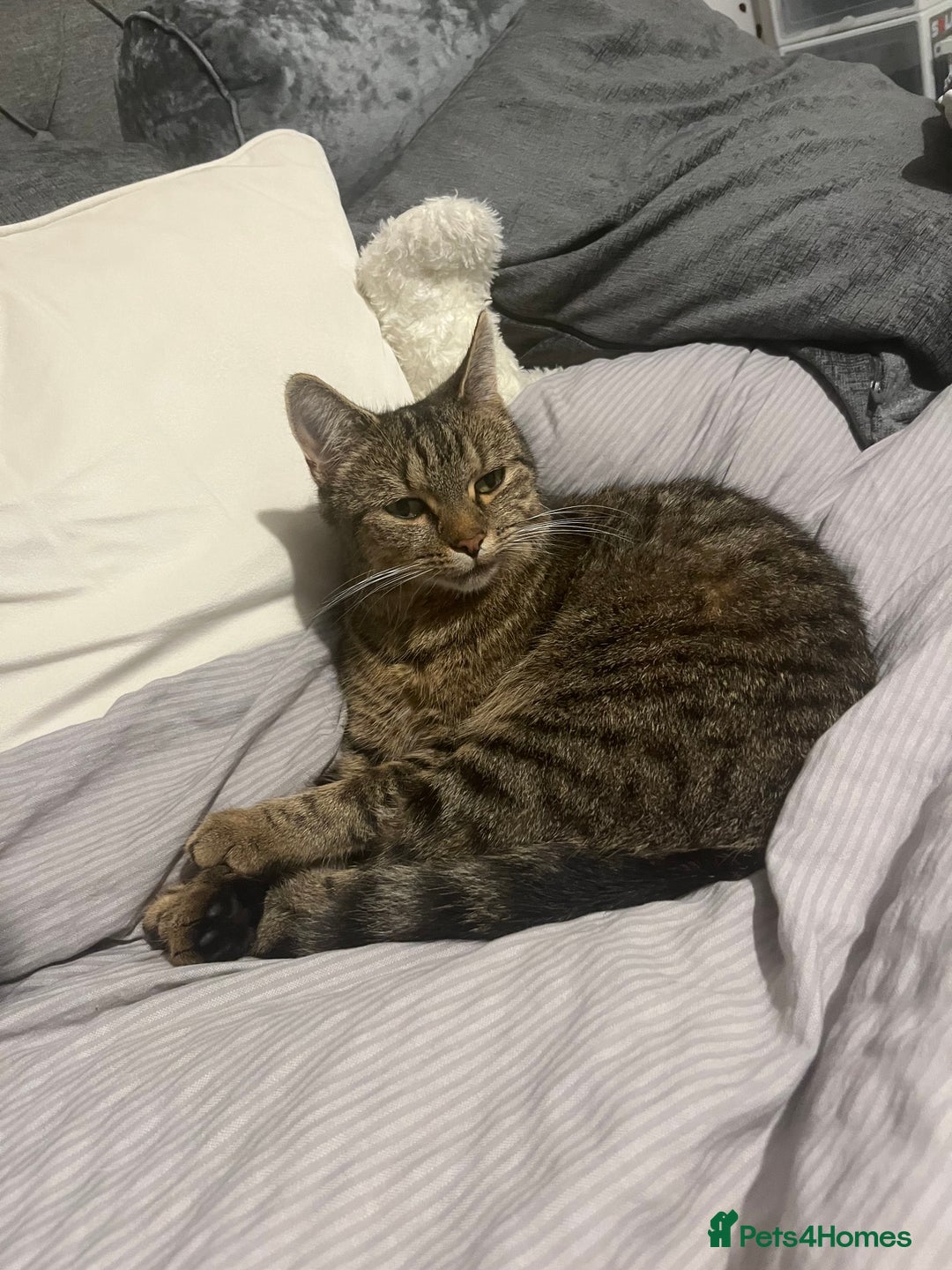 Domestic Shorthair cats for sale: Rehoming!! - Image 1