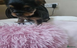 Yorkshire Terrier dogs for sale: Mini Yorkshire terrier puppies  - Image 5