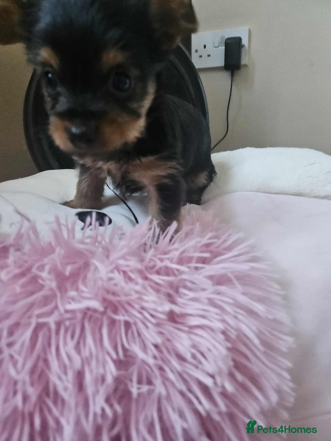 Yorkshire Terrier dogs for sale: Mini Yorkshire terrier puppies  - Image 5