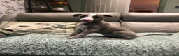 Whippet dogs for sale: Two exceptional kc registered pups available  - Advert 7