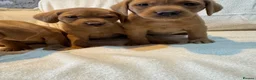 Labrador Retriever dogs for sale: Labradors FOX RED - Advert 10