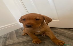 Labrador Retriever dogs for sale: Red Fox Labrador Puppies  - Image 2