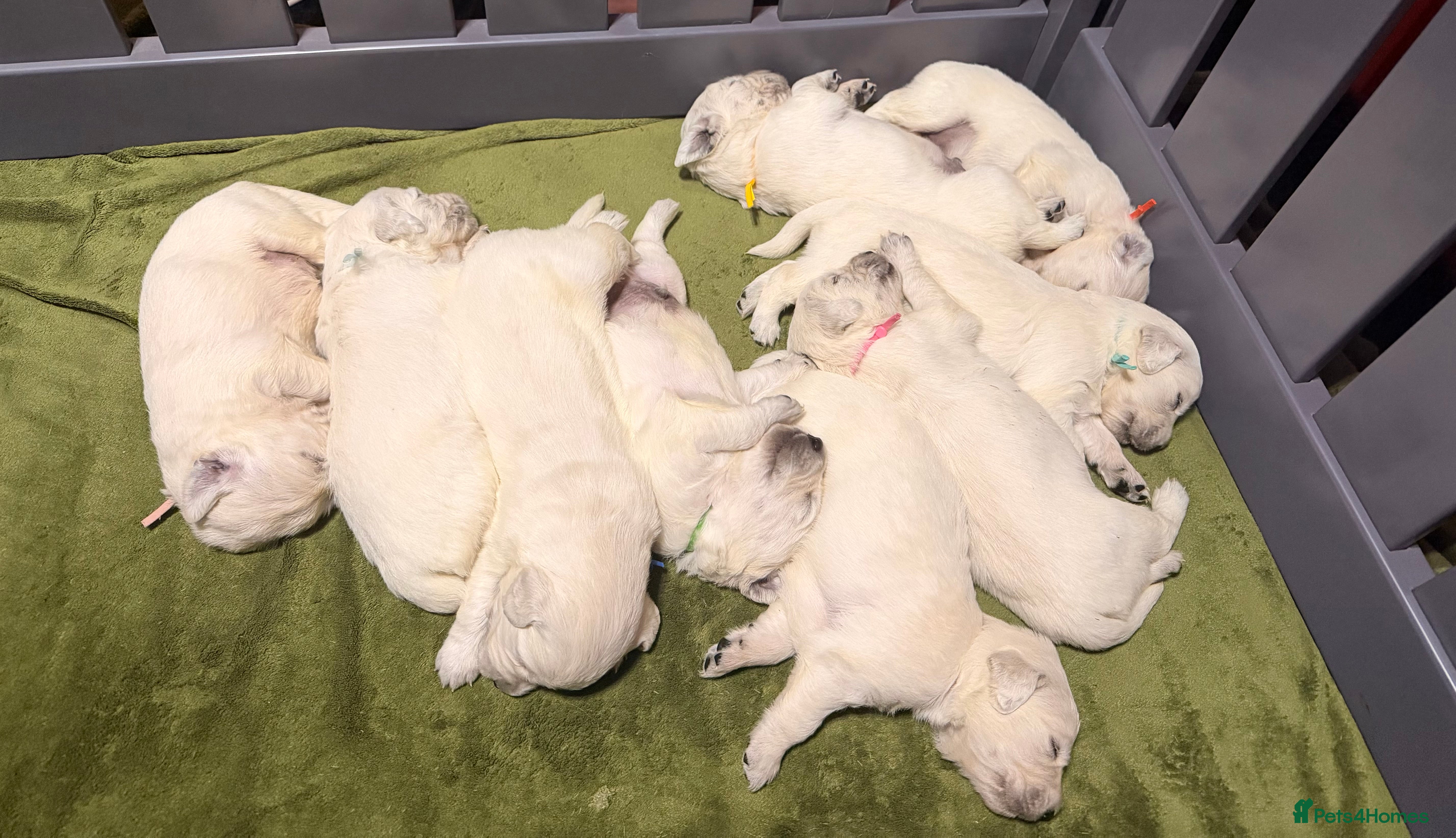 Golden Retriever dogs 4 LEFT KC SHOW TYPE GOLDEN RETRIEVER  - Advert 6