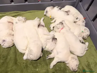 Golden Retriever dogs 4 LEFT KC SHOW TYPE GOLDEN RETRIEVER - Advert 6