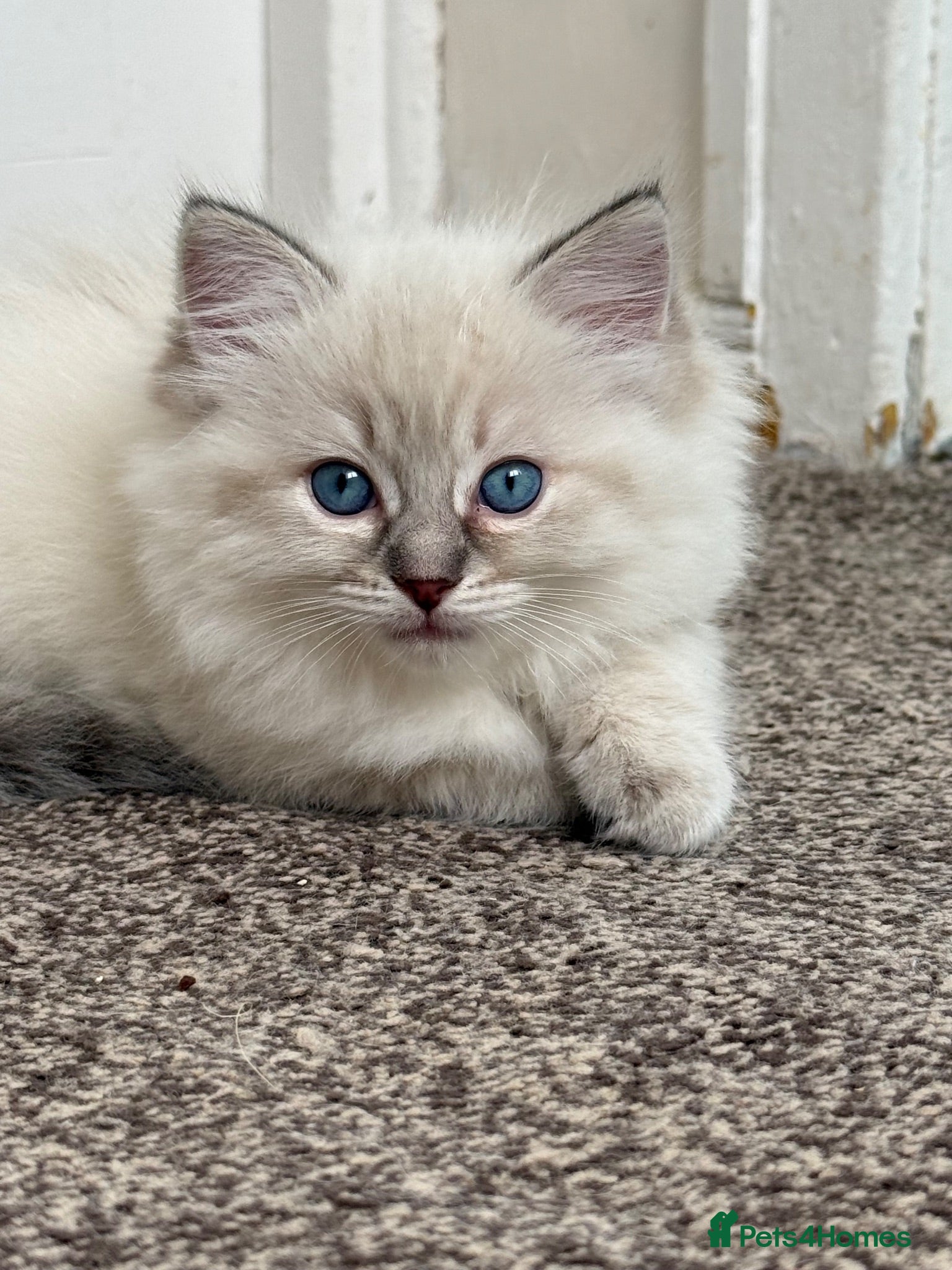 Ragdoll cats 🐾 Adorable Ragdoll  Kittens for Sale! 🐾  - Advert 1