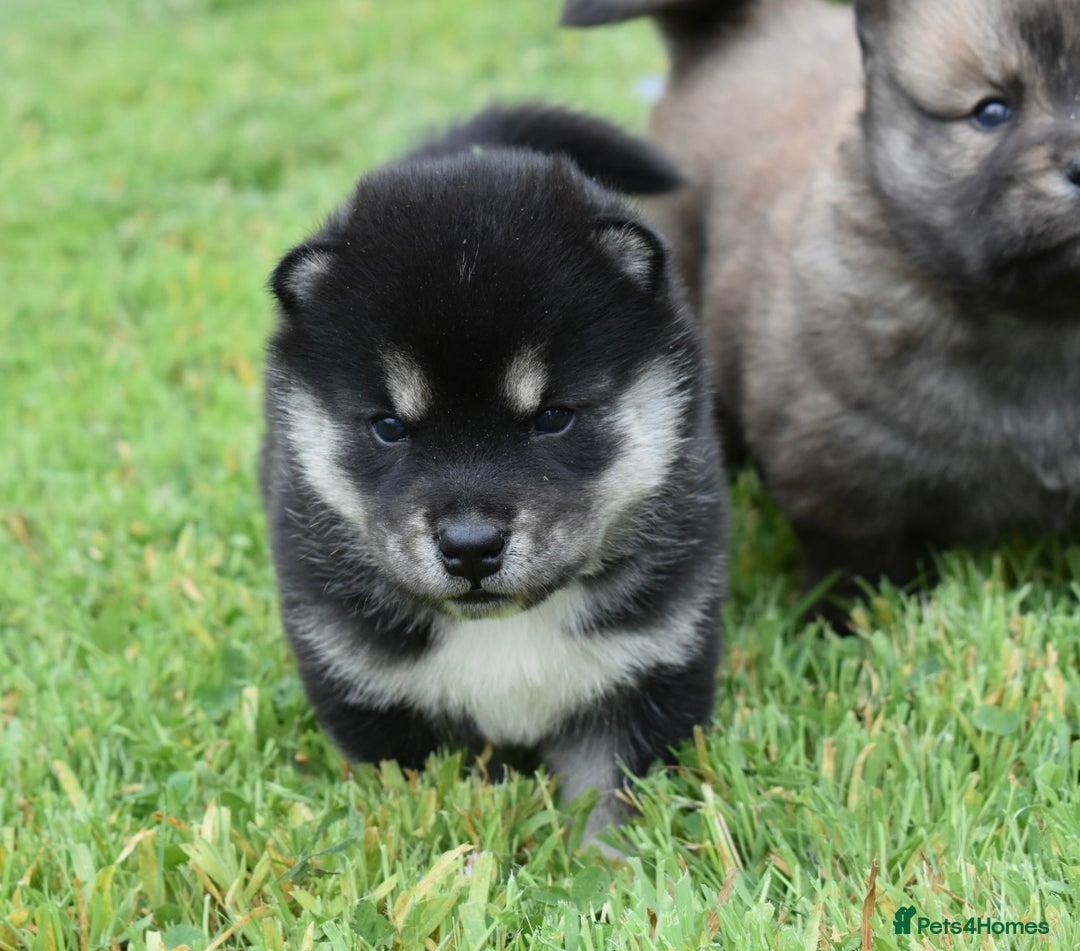 Siberian Husky dogs for sale: Beautiful Chowski puppies  - Image 20