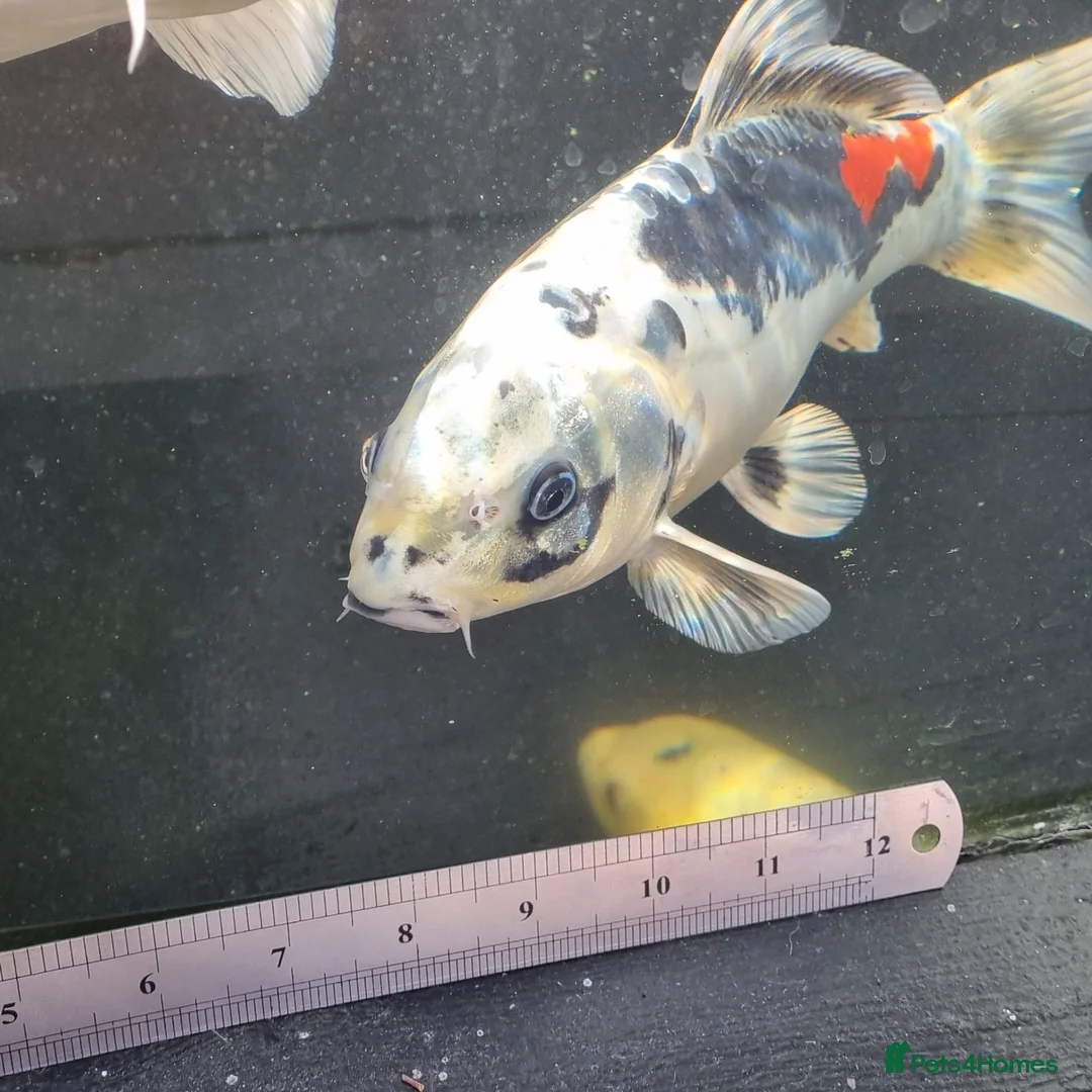 Koi Carp fish for sale: Koi /Orf /Tench- 11 in total in Wellingborough - Advert 19
