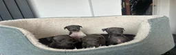 Italian Greyhound dogs for sale: 3 girls 1 boy available  - Advert 1
