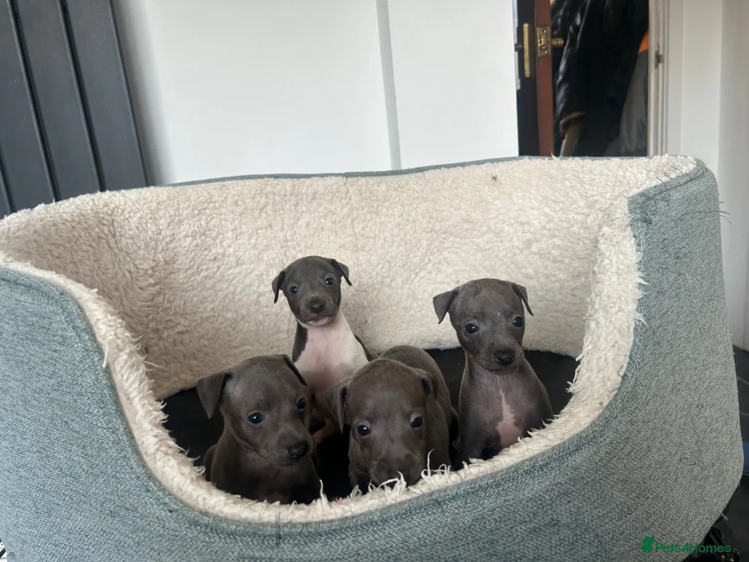 Italian Greyhound dogs for sale: 3 girls 1 boy available  - Advert 1