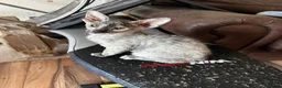 Mixed Breed cats for sale: CROSSED PETERBALD ✅✅✅ - Advert 10