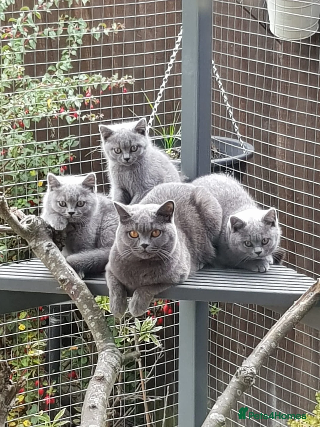 British Shorthair cats for stud: 🐈‍⬛ GIZZY THE STUD 🐈‍⬛ GCCF AND TICA REGISTERED  in Solihull - Advert 9