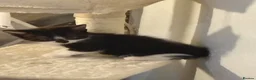American Shorthair cats for sale: 6 gorgeous mix breed kittens  - Advert 8