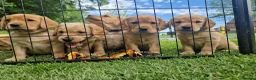 Cockerdor dogs for sale: ✨️LAST TWO H/TESTED YELLOW BOY COCKERDORS ✨️ - Advert 3