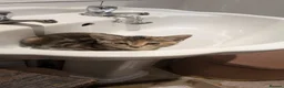 Mixed Breed cats for sale: Beautiful tabby mixed girl for sale in Tunbridge Wells - Advert 10