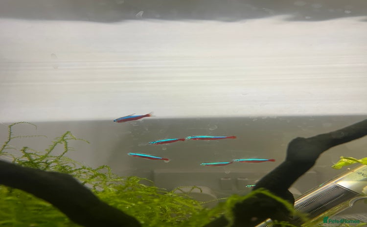 Tetras fish in Leeds - Advert 2