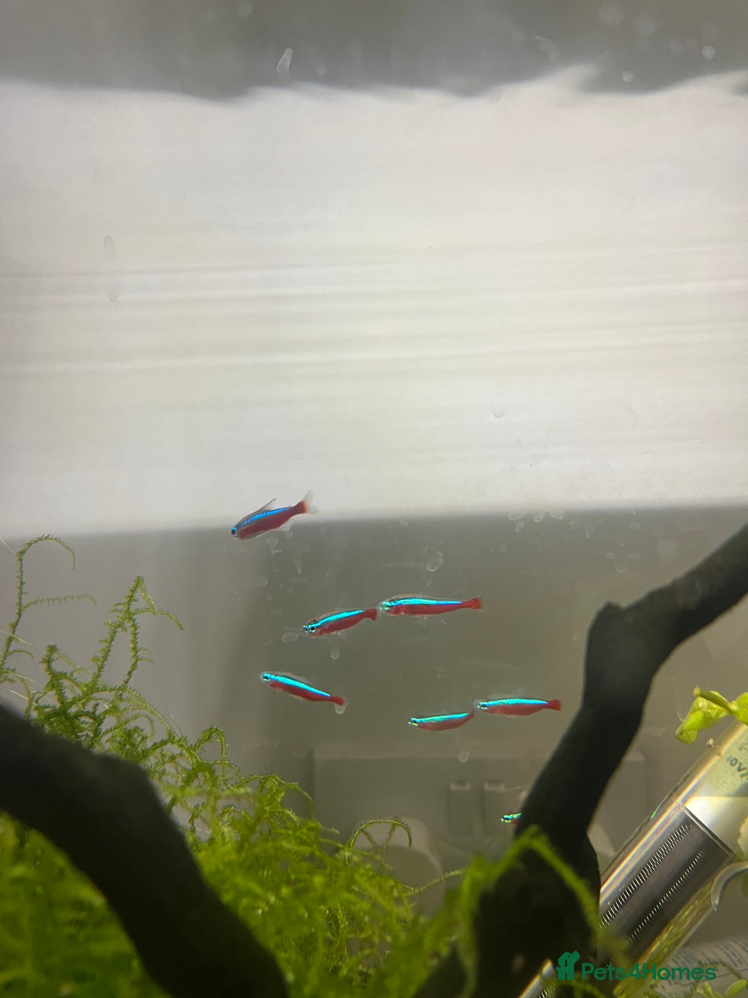 Tetras fish for sale: 10 Neon Tetras For Sale in Leeds - Image 1
